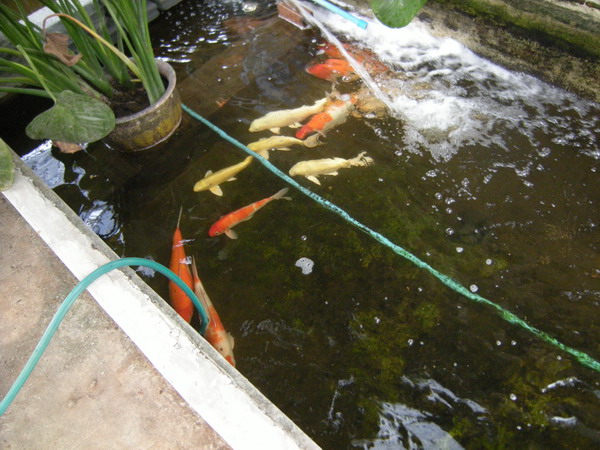 DSCN6932Koi.jpg