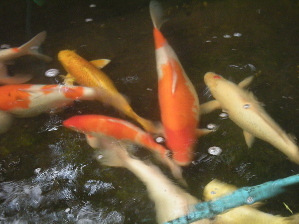 DSCN6961Koi.jpg