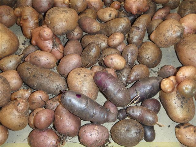 P3100490 (Small).JPG