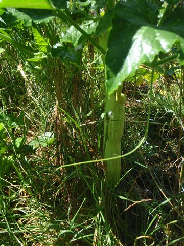 P3100497 (Small).JPG