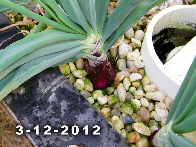 red onion 2 3-12-12.jpg