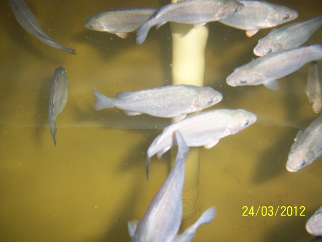 100_5742 (640x481).jpg