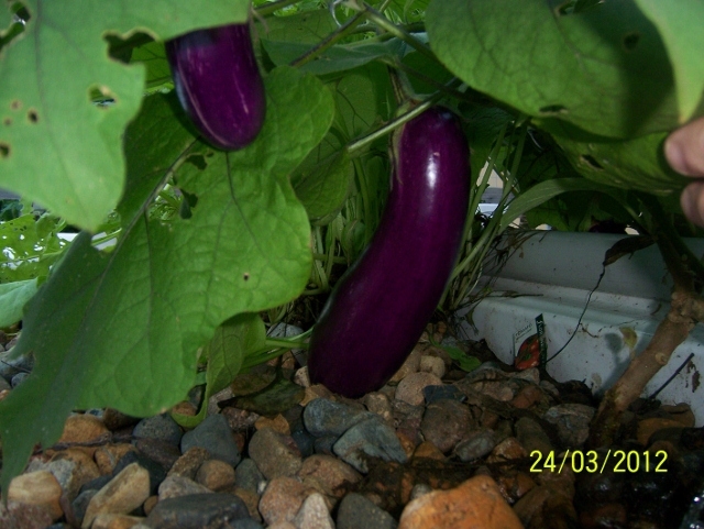 100_5758 (640x481).jpg