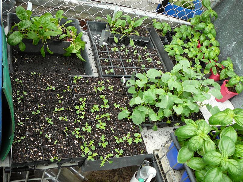 P1050765 (Custom).JPG