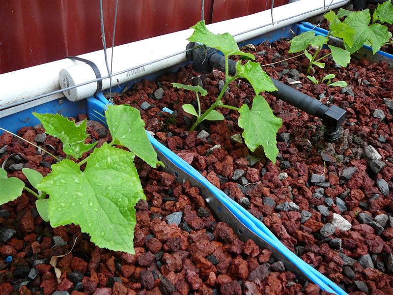 P1050764 (Custom).JPG