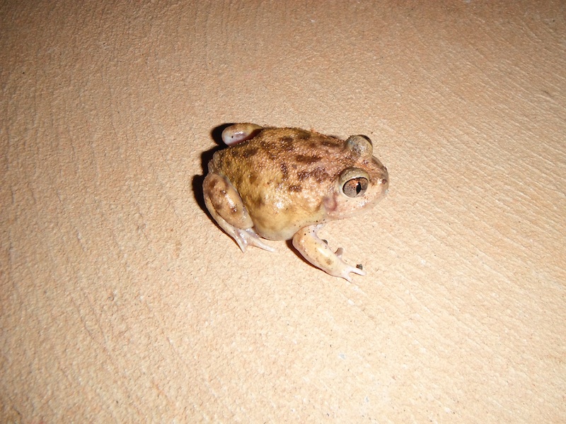frog3.jpg