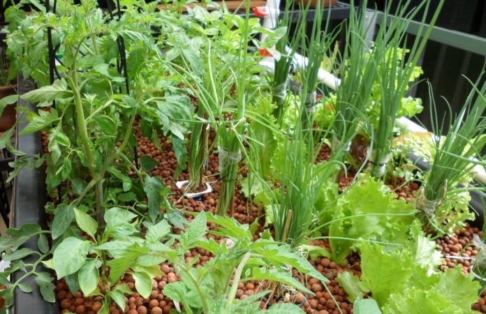 vegie growth wk6.JPG