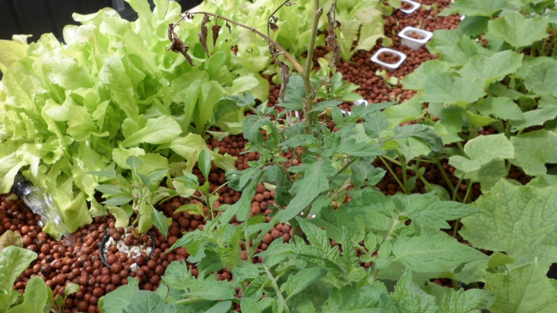 vegie growth wk6b.JPG