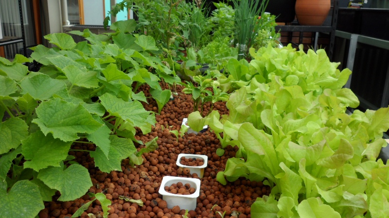 vegie growth wk6c.JPG