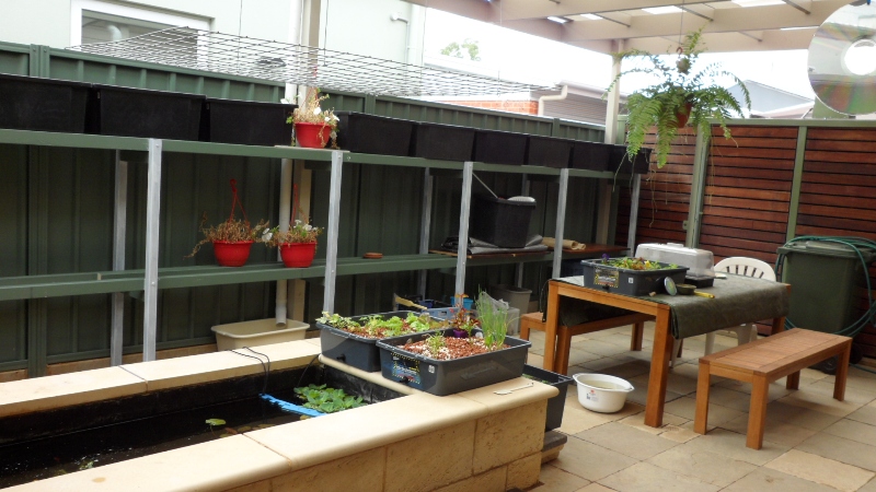 garden overview2.JPG