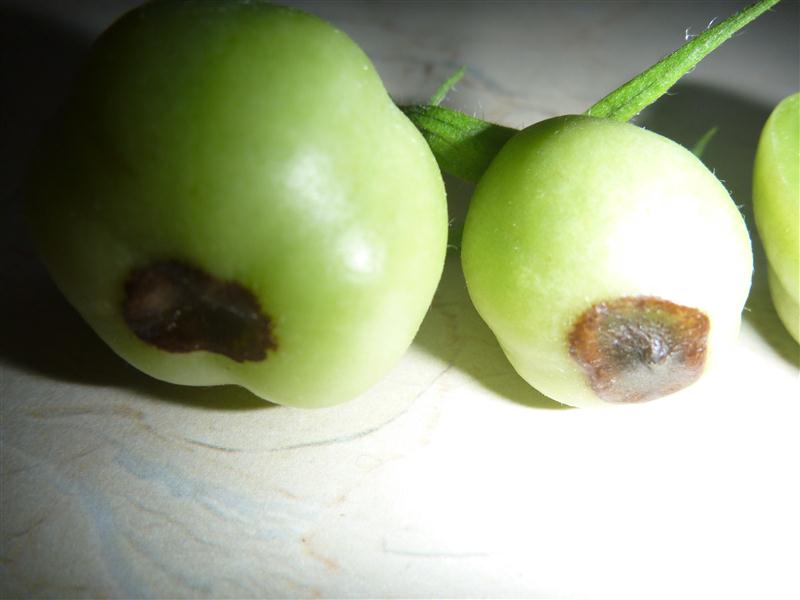 P1050599 (Custom).JPG