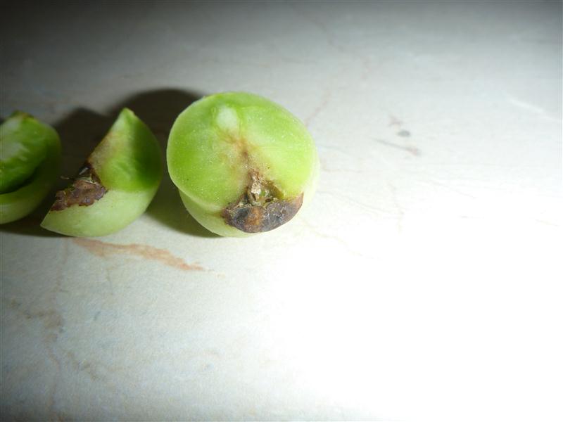 P1050604 (Custom).JPG