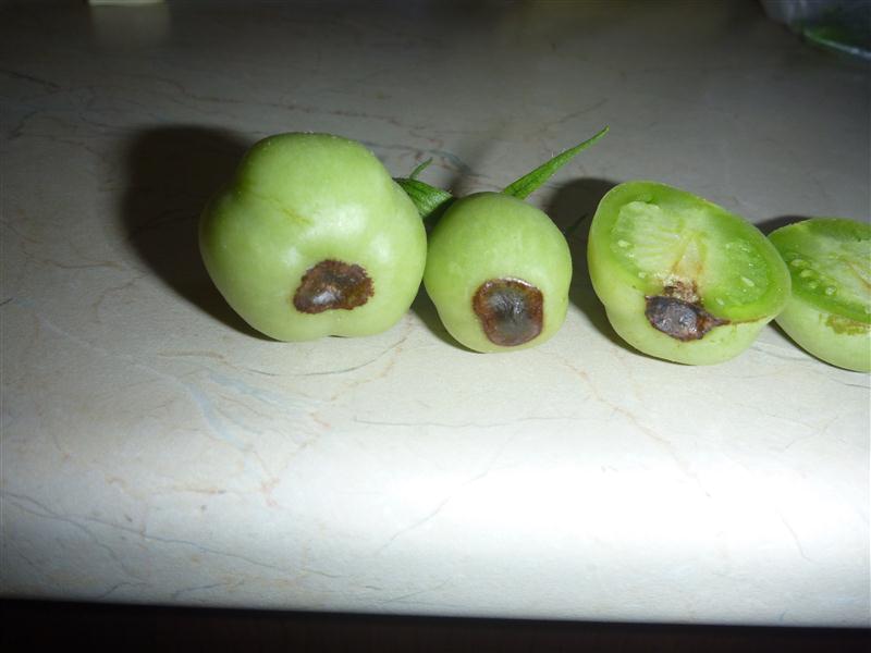 P1050606 (Custom).JPG