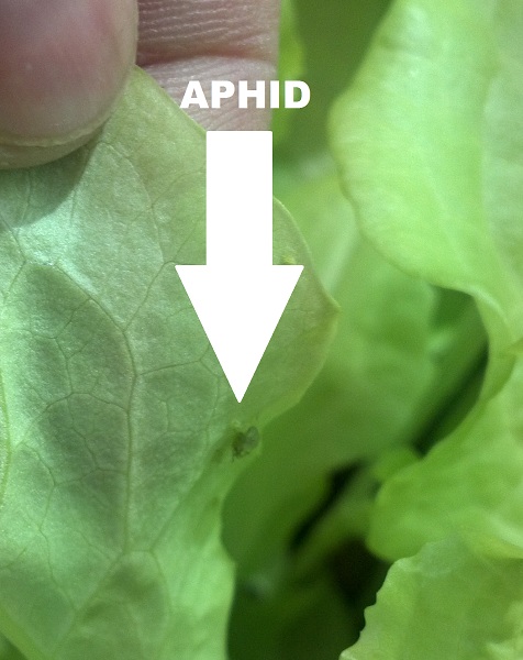 APHID.jpg