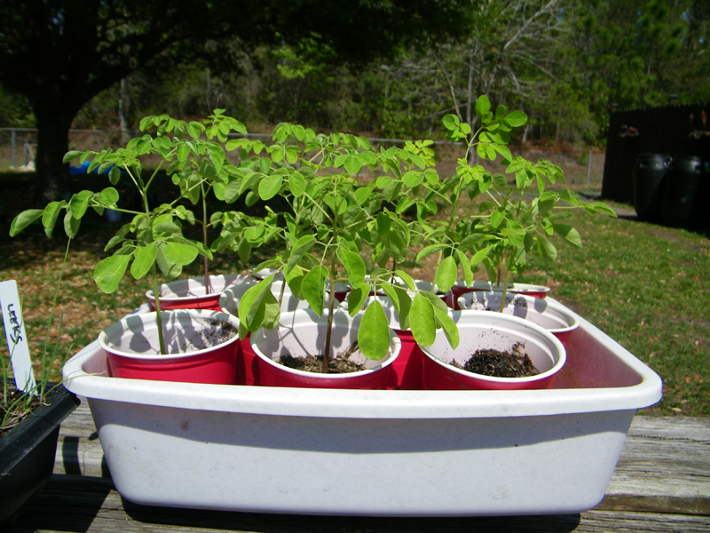 seedlings 3-18-12.jpg