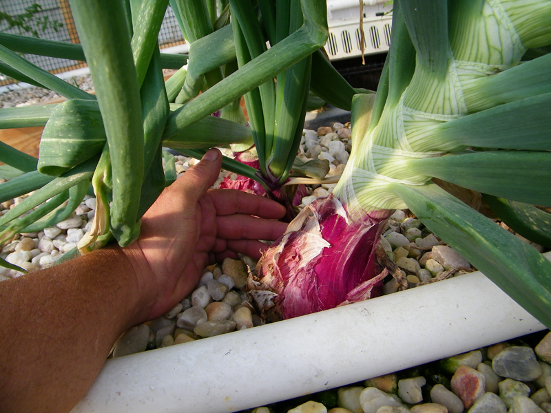 red onions 1.jpg
