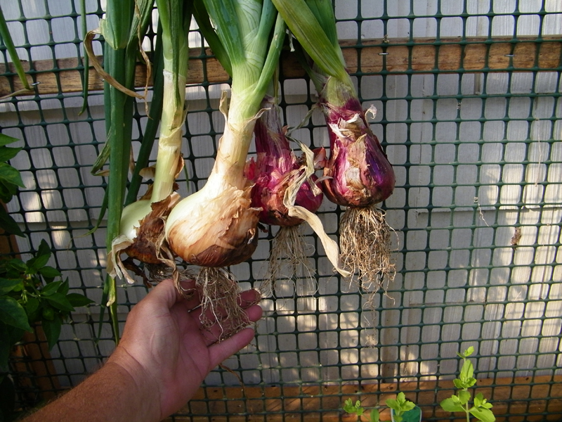 drying onions 1.jpg