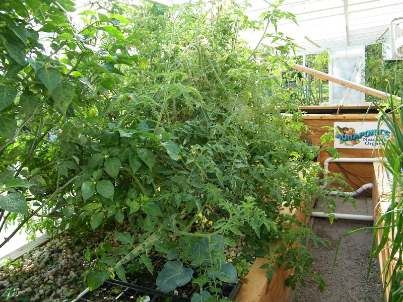 cherry toms - 4-2-12.jpg