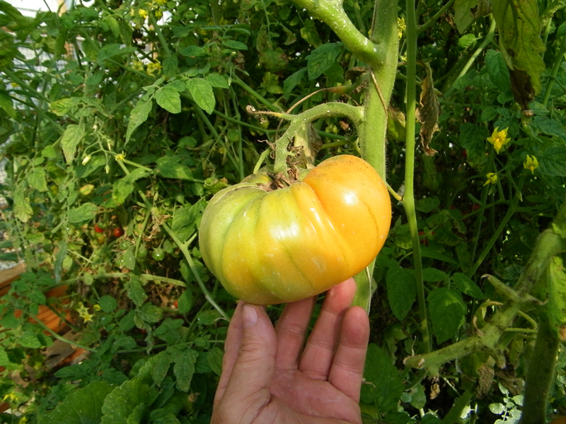 orange tom 1 - 4-2-12.jpg