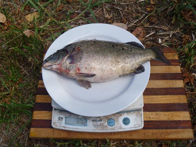 P1000882 (Small).JPG