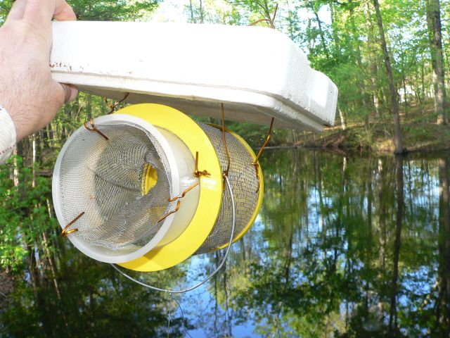 Minnow trap enterance way.jpg