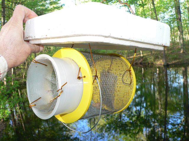 Minnow trap baited.jpg