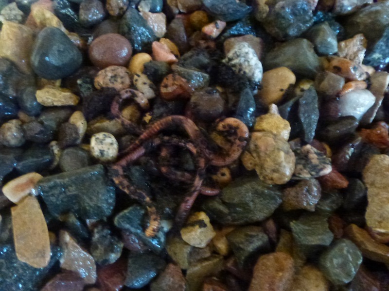 Added 2 doz worms.JPG