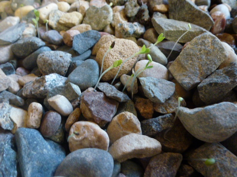 Mixed Lettuce sprouting.JPG