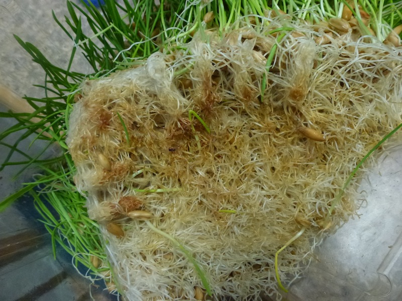 Moldy oat sprouts.JPG