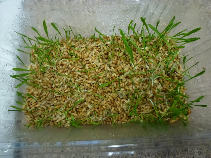 Sporatic germanation.JPG