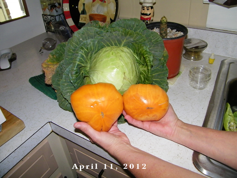 two toms & cabbage.jpg