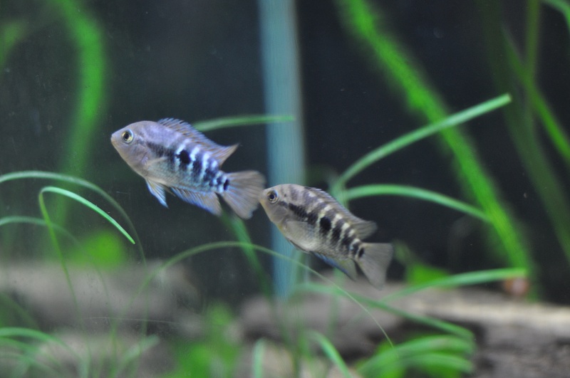 Rainbow Cichlids.jpg