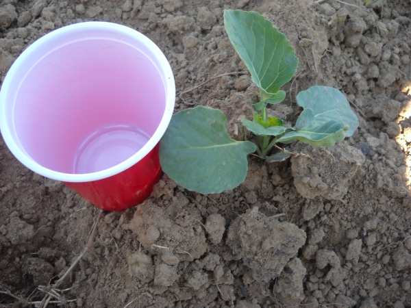 brocolli in Garden.jpg