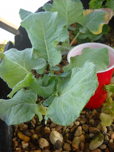 brocolli in Grow Bed.jpg