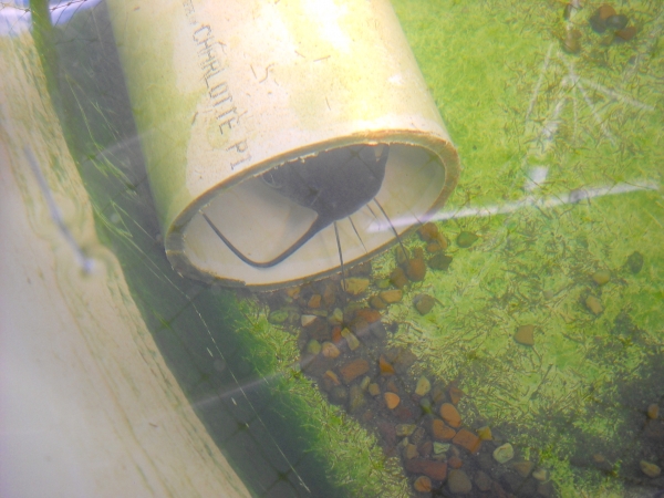 catfish in pipe.jpg
