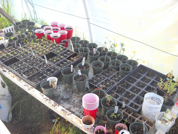 seedling table.jpg
