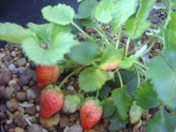 Grow bed strawberries.jpg
