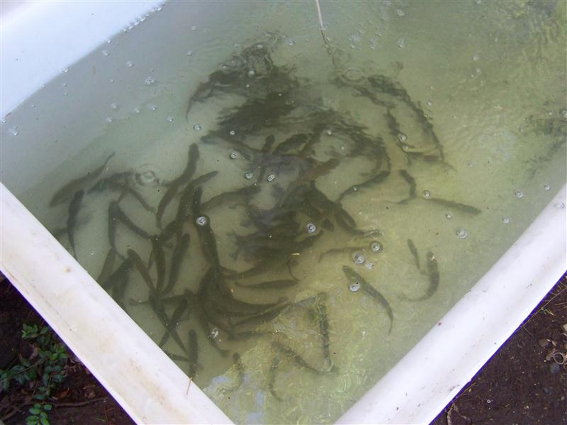 100_6977 (Custom).JPG