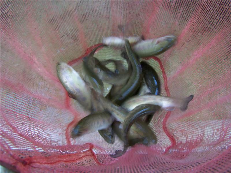 100_6978 (Custom).JPG