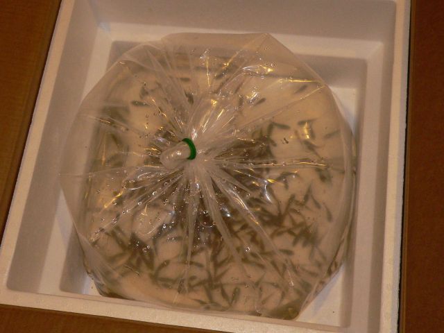 Tilapia in the arrival box.jpg