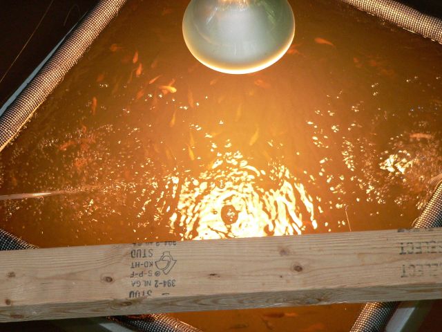 Tilapia released  6.jpg