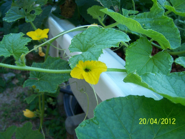 100_5886 (640x481).jpg