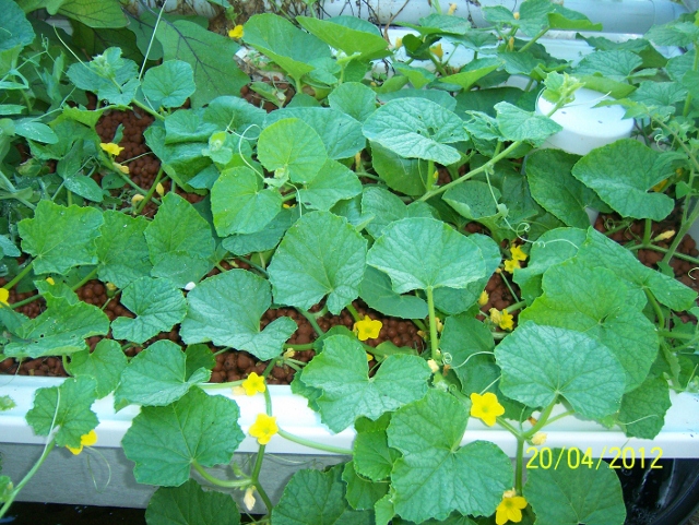 100_5884 (640x481).jpg