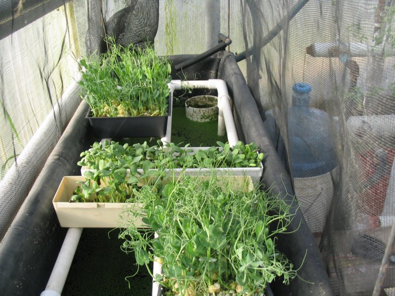 Sprouter frame and trays.JPG