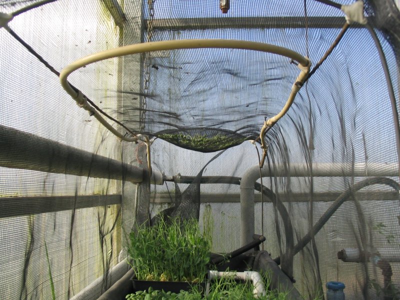 Sprouter Misting line and chamber.JPG