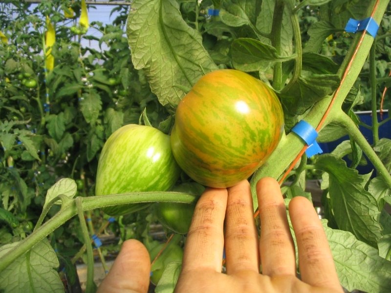 Green zebra tomato.JPG
