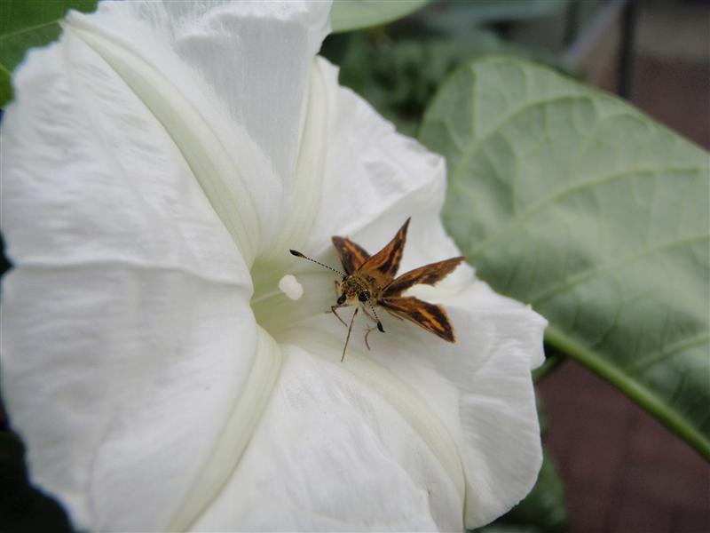 P4200737 (Custom).JPG