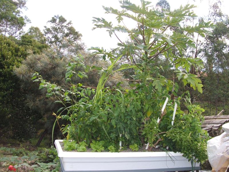 DSCF4002 (Medium).JPG