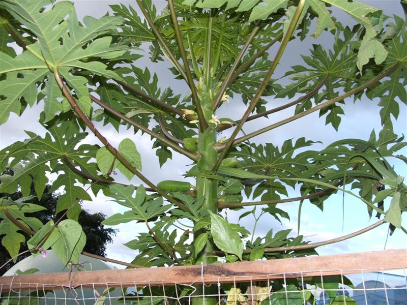 DSCF4016 (Medium).JPG