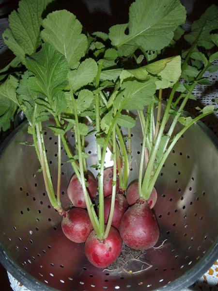 P4220006 (Medium).JPG